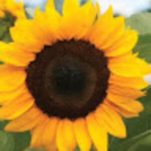 Meet your Posher, Trish